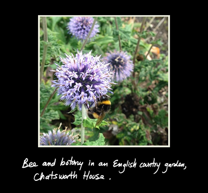 Bee and botany in an English country garden Chatsworth House